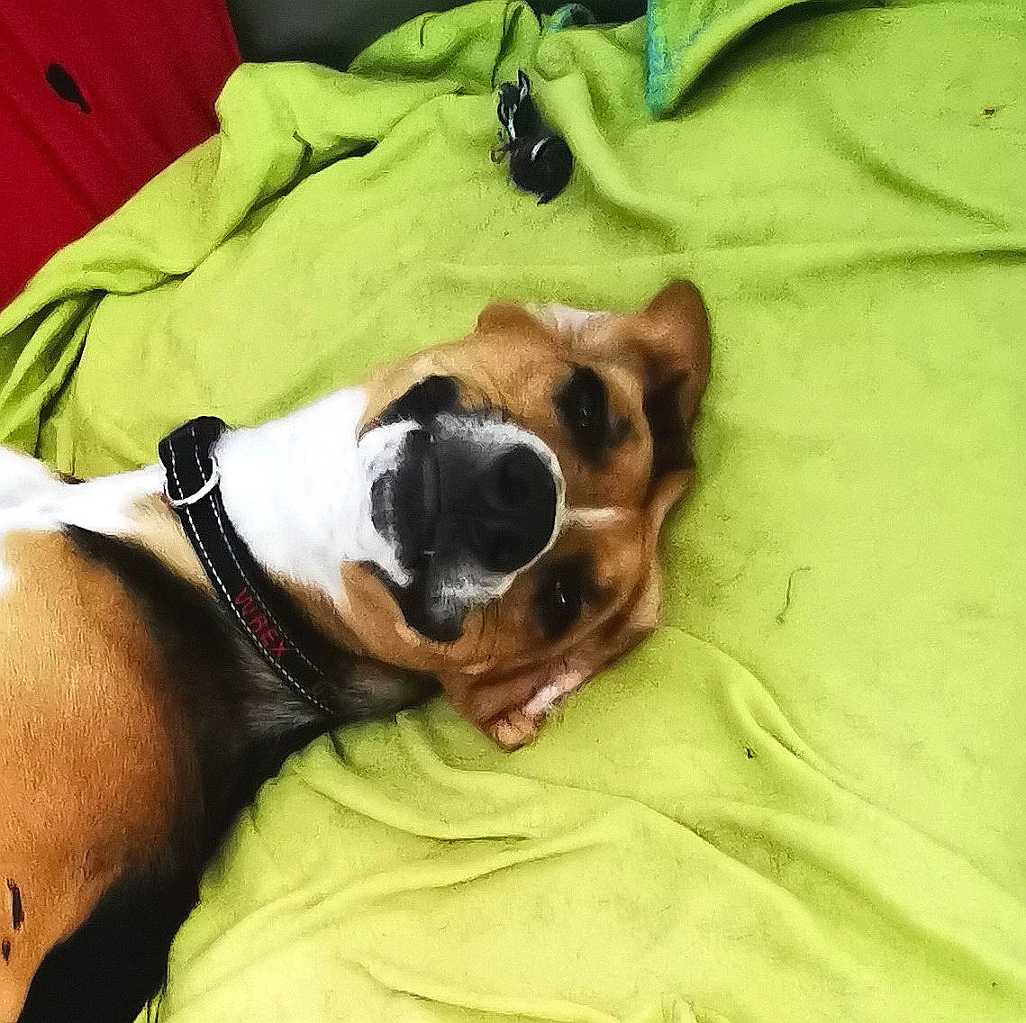 Wrex a rejoint le concours — aidez-le/la à gagner de superbes lots ! canidae, carnivore, collar, comfort, companion_dog, couch, dog, dog_breed, dog_clothes, dog_supply, eyewear, fawn, linens, nap, pet_supply, snout, sporting_group, toy_dog, whiskers, working_animal