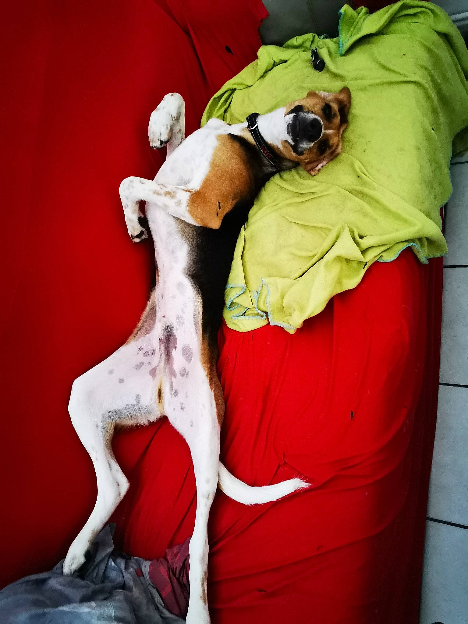 Wrex a rejoint le concours — aidez-le/la à gagner de superbes lots ! carmine, carnivore, comfort, companion_dog, couch, dog, dog_breed, eyewear, fawn, fictional_character, goggles, human_leg, linens, magenta, personal_protective_equipment, sleeve, sporting_group, sunglasses, tail, thigh