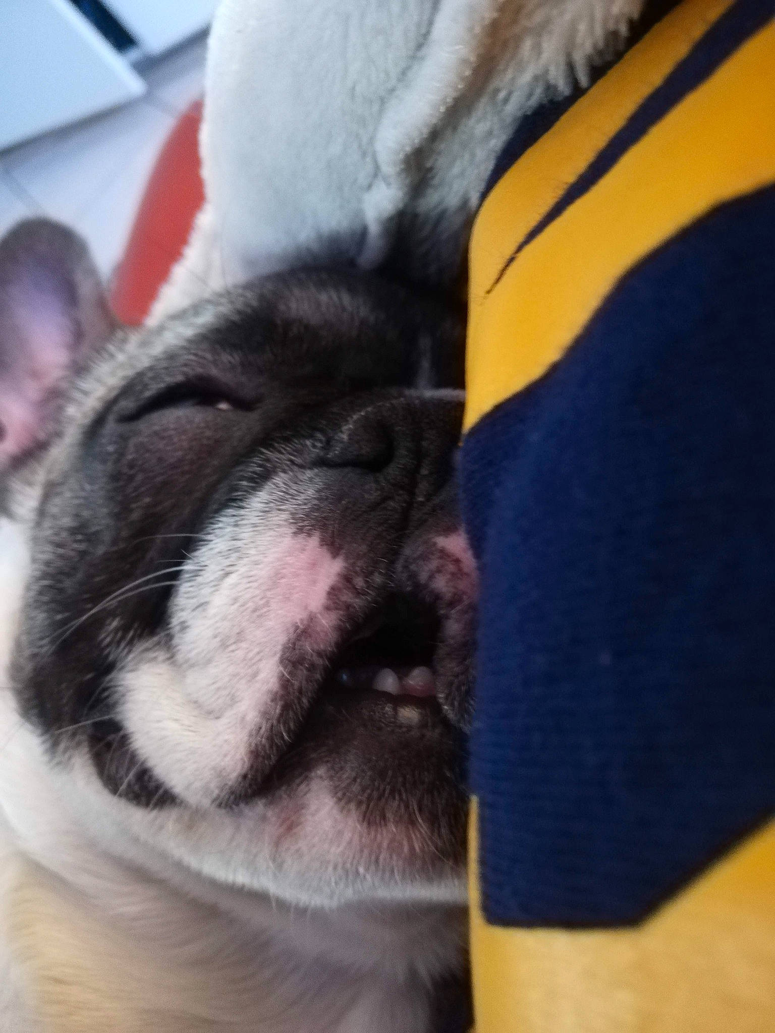 Oko a rejoint le concours — aidez-le/la à gagner de superbes lots ! bag, carnivore, comfort, companion_dog, dog, dog_breed, ear, electric_blue, fawn, french_bulldog, fur, human_leg, non_sporting_group, paw, selfie, thigh, toy_dog, whiskers, working_animal, wrinkle