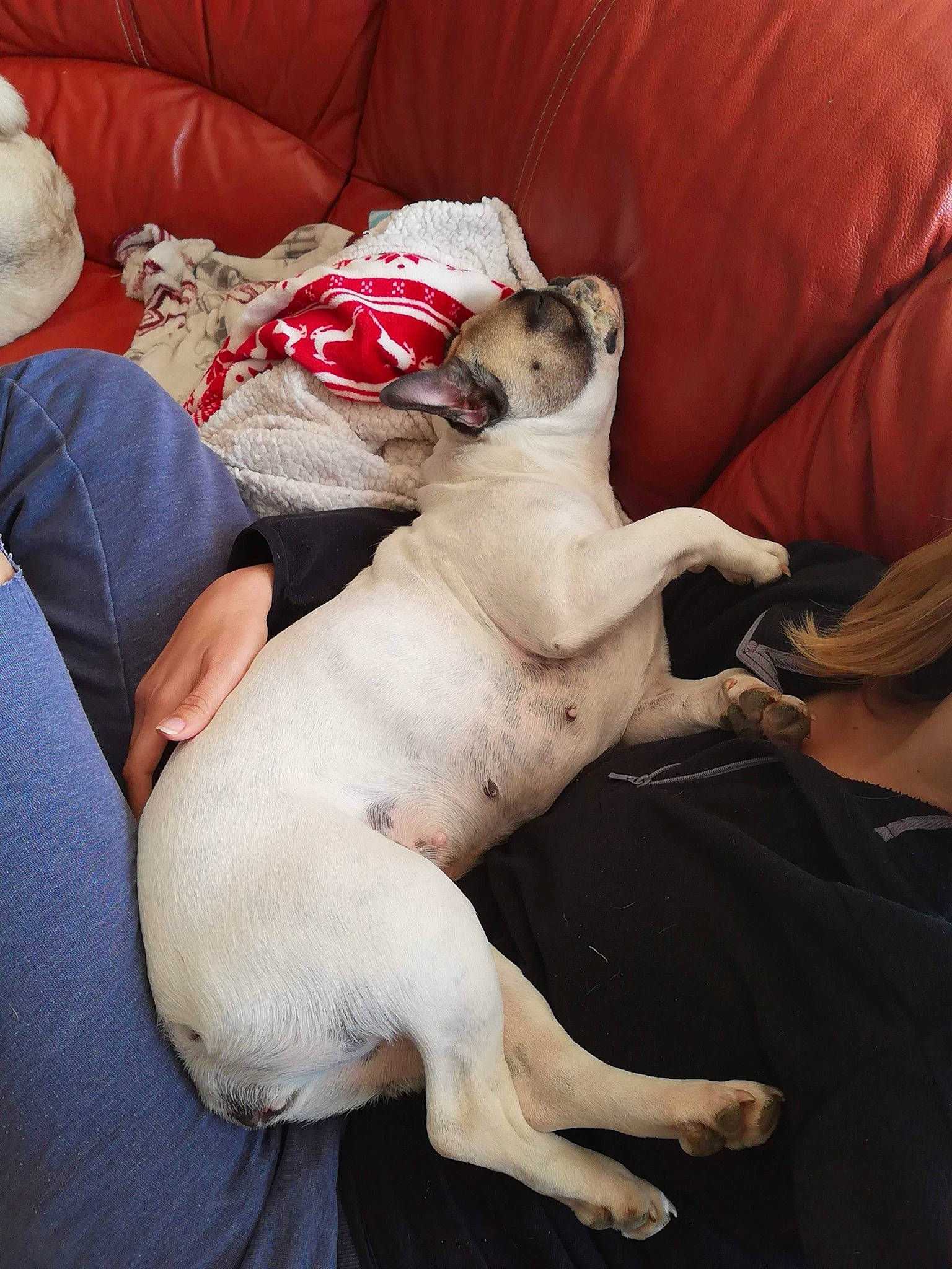 Oko participe au concours pour gagner de l'argent avec cette photo : bedding, canidae, carnivore, comfort, companion_dog, couch, dog, dog_breed, fawn, fur, human_leg, linens, nap, paw, pillow, snout, sporting_group, throw_pillow, toy_dog, working_animal