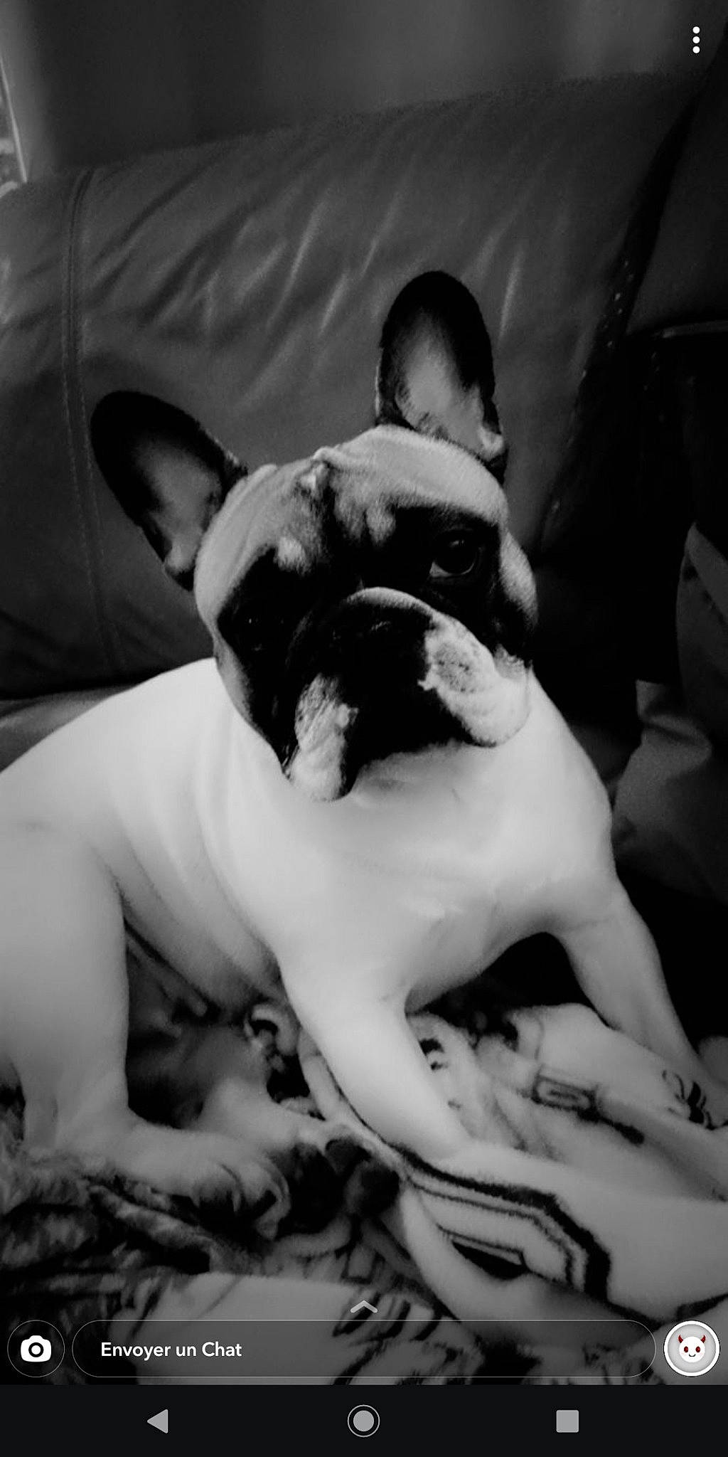 Oko a rejoint le concours — aidez-le/la à gagner de superbes lots ! boston_terrier, bulldog, canidae, carnivore, comfort, companion_dog, dog, dog_breed, ear, fawn, french_bulldog, human_leg, monochrome, monochrome_photography, snout, sporting_group, style, toy_dog, whiskers, working_animal