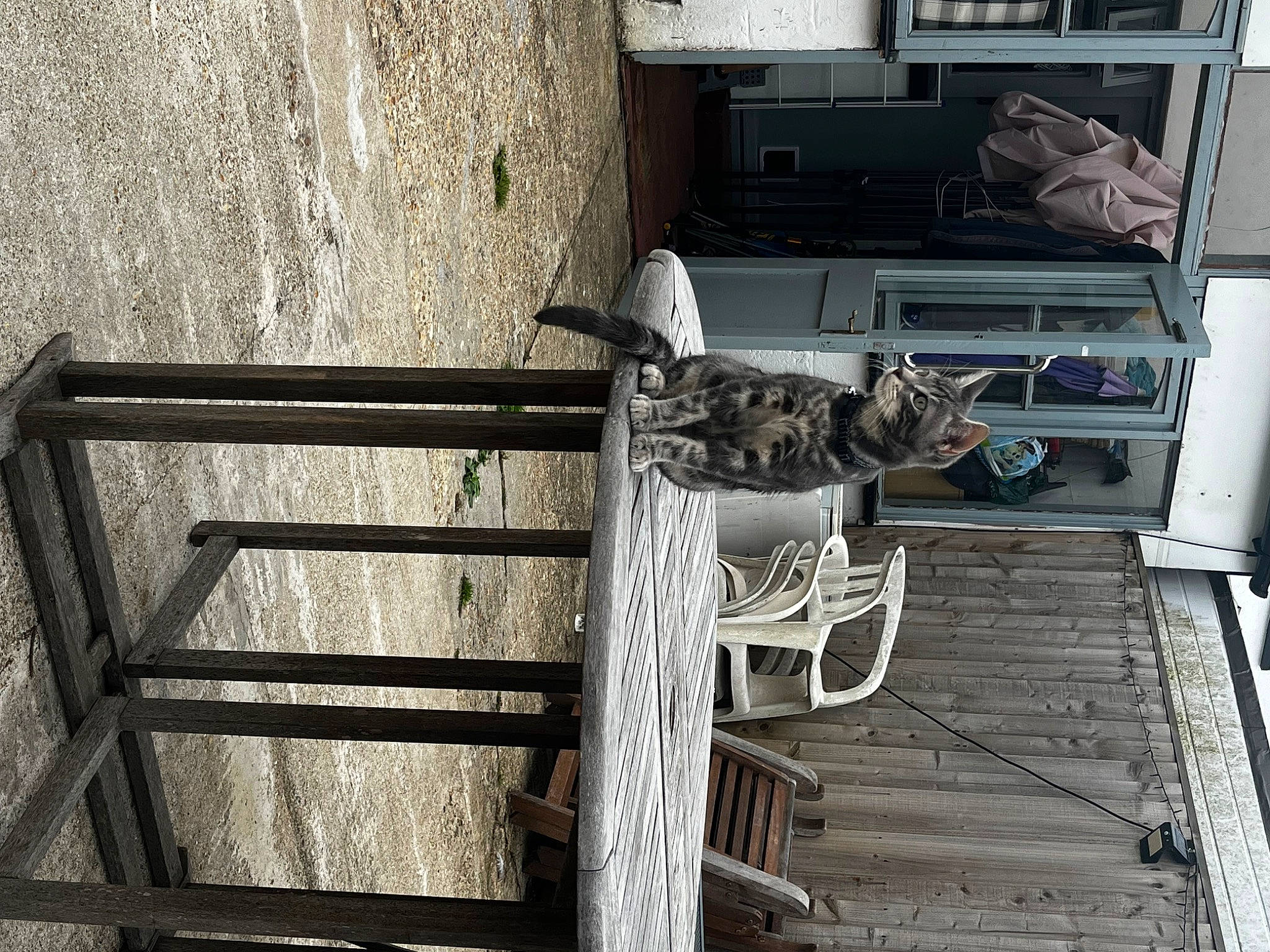 Greyson joined the competition — help win amazing prizes! building, carnivore, door, felidae, grey, home_door, machine, metal, monochrome, room, small_to_medium_sized_cats, tail, window, wood, working_animal