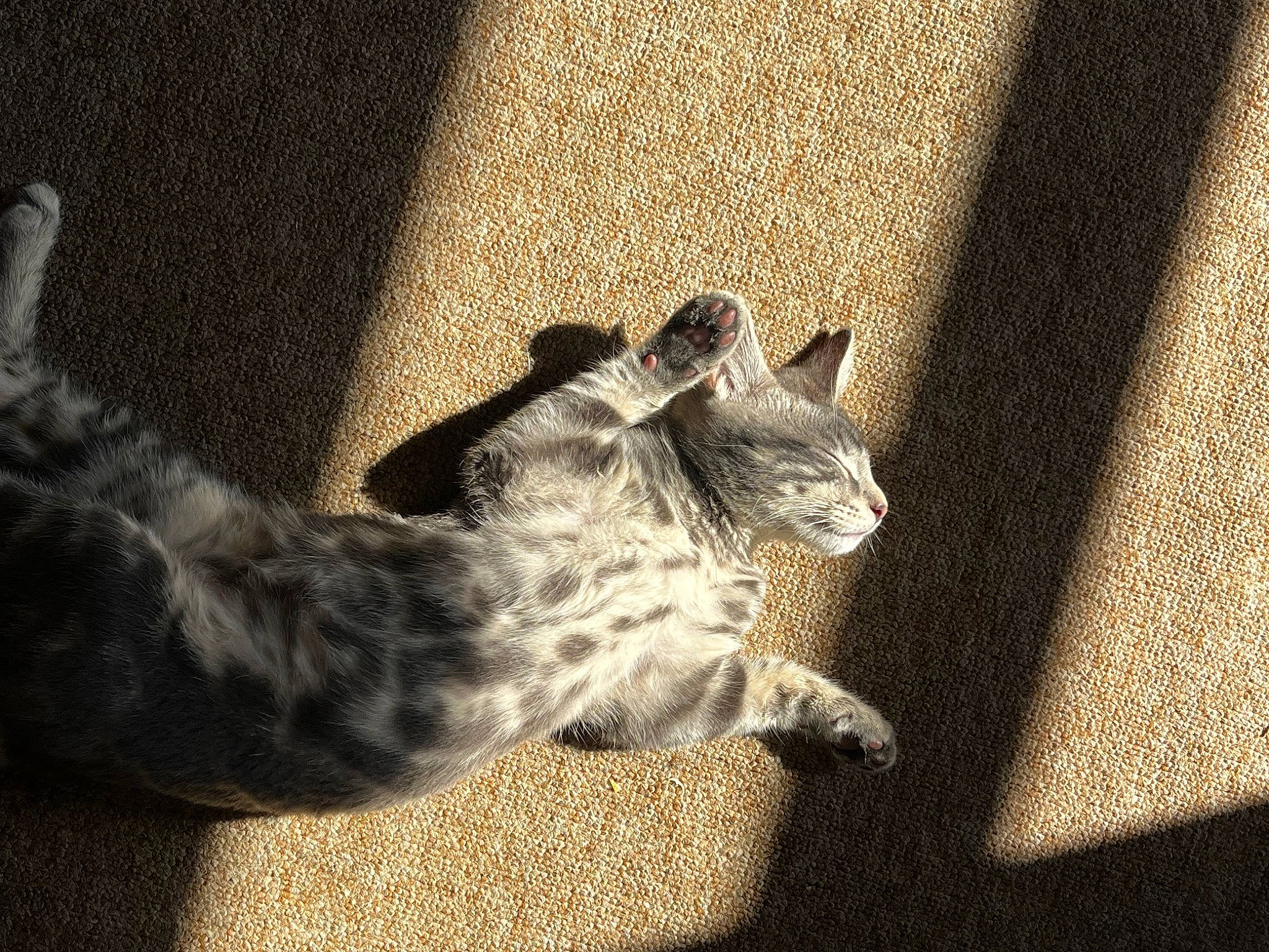 Greyson is registered to the contest to win money with this photo: big_cats, carnivore, cat, claw, comfort, domestic_short_haired_cat, felidae, fur, grey, metal, monochrome, monochrome_photography, paw, small_to_medium_sized_cats, snout, tail, terrestrial_animal, toy, whiskers, wildlife