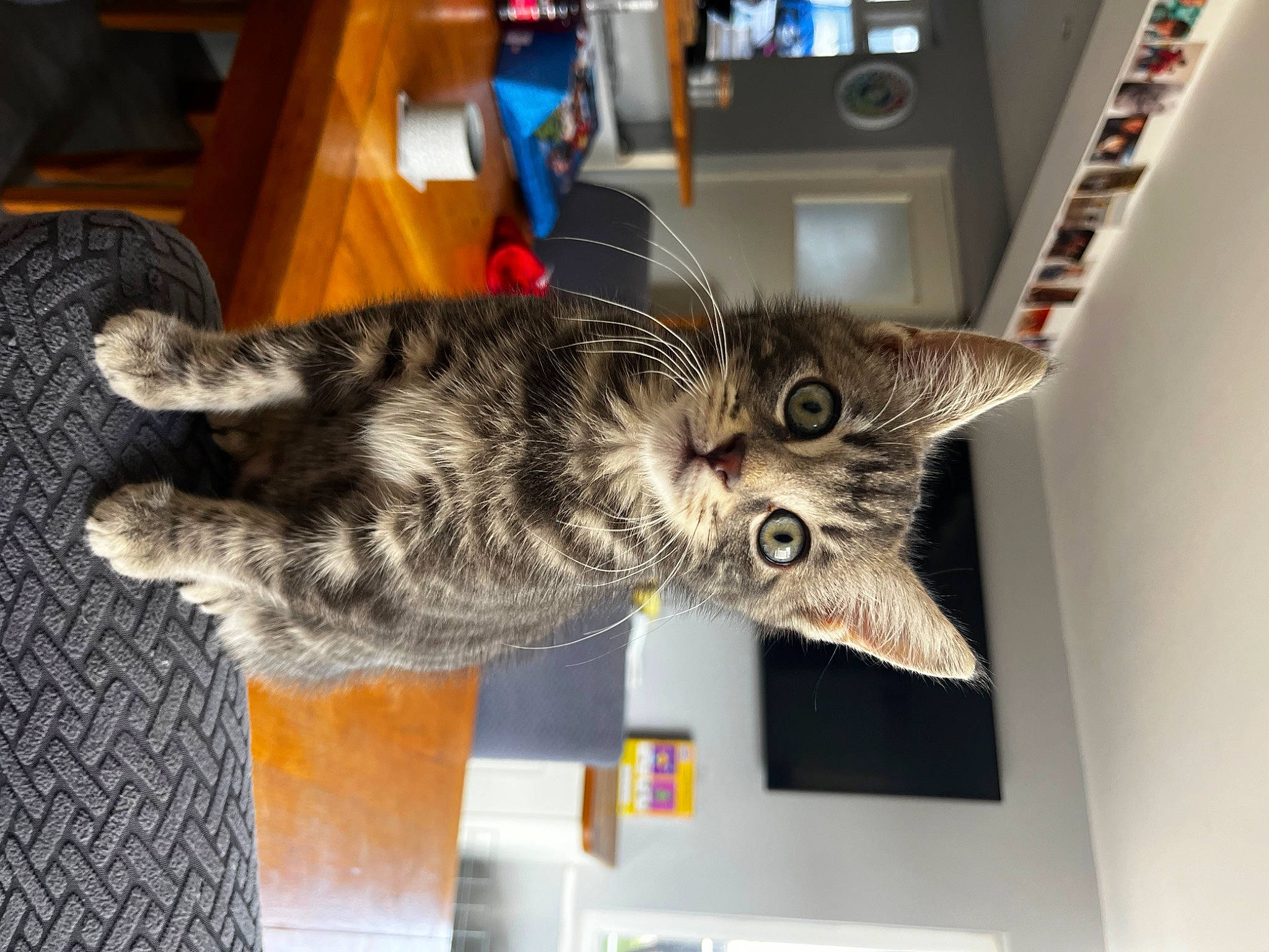 Greyson joined the competition — help win amazing prizes! art, carnivore, cat, domestic_short_haired_cat, felidae, fur, paw, plant, room, small_to_medium_sized_cats, tail, whiskers