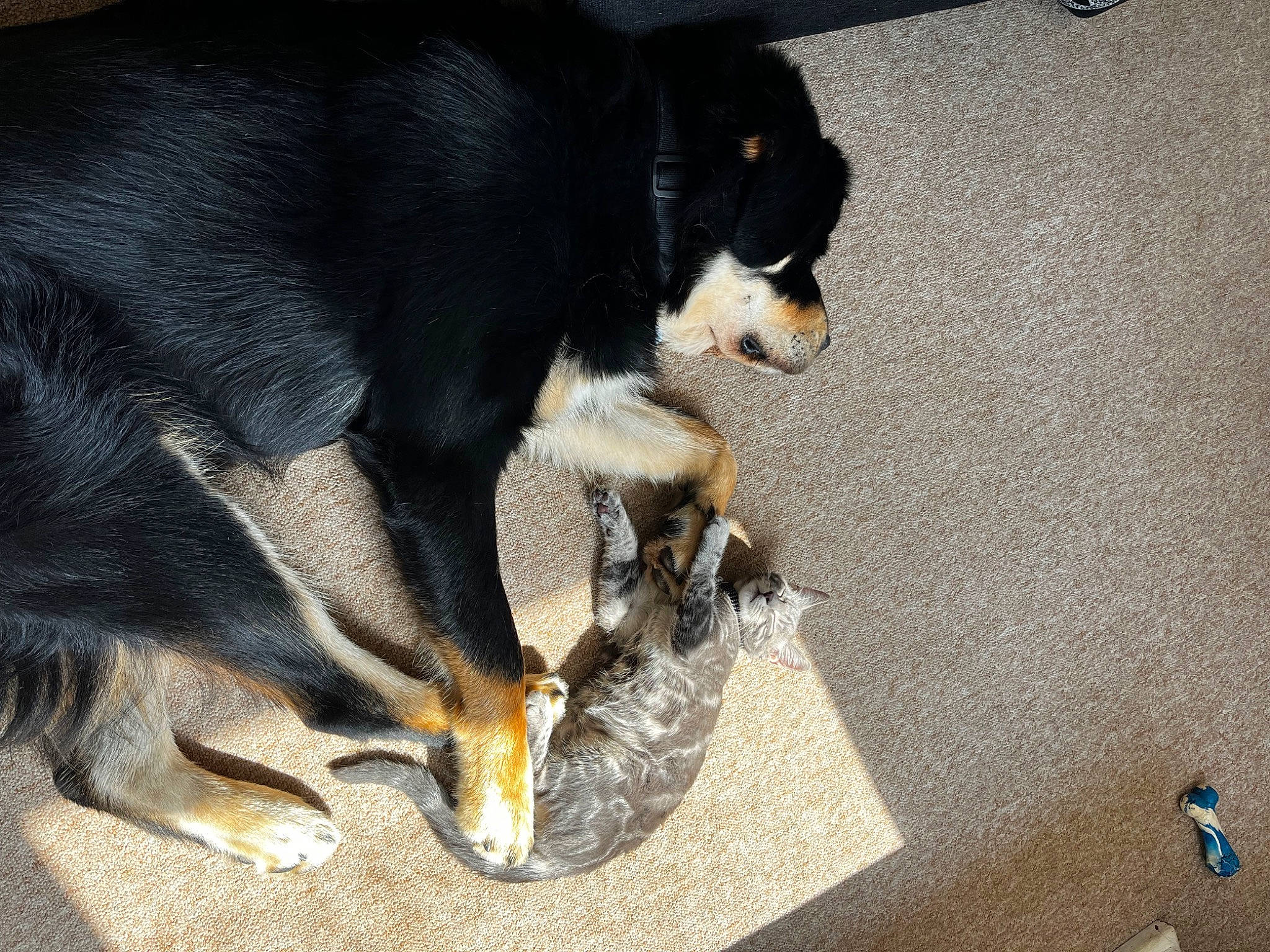 Greyson joined the competition — help win amazing prizes! canidae, carnivore, claw, companion_dog, dog, dog_breed, flooring, fur, guard_dog, mammal, paw, pet_supply, snout, sporting_group, tail, terrestrial_animal, vertebrate, working_animal, working_dog