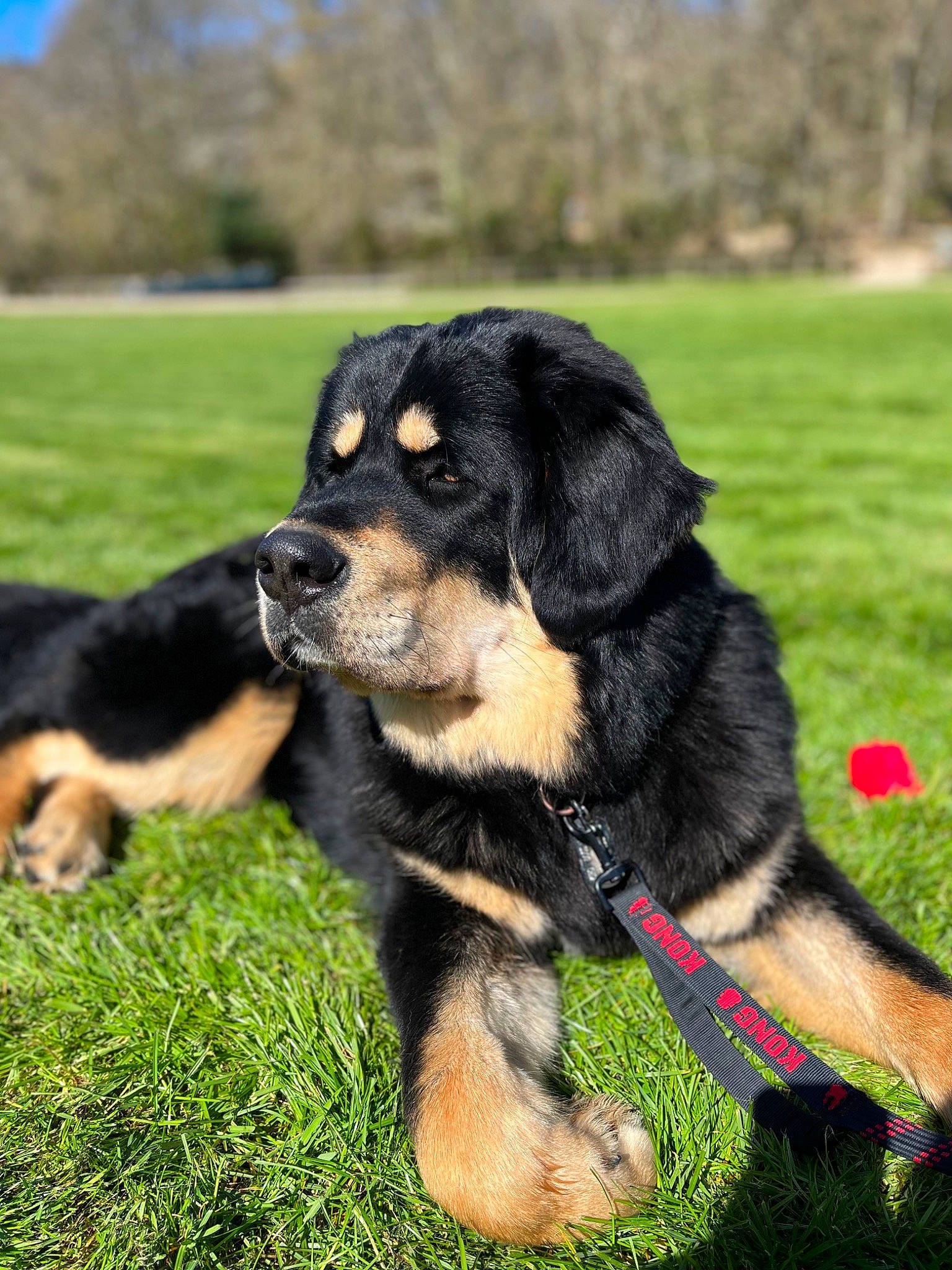 Kipo joined the competition — help win amazing prizes! canidae, carnivore, collar, companion_dog, dog, dog_breed, dog_collar, event, grass, guard_dog, hunting_dog, plant, snout, sporting_group, tail, terrestrial_animal, tree, working_dog