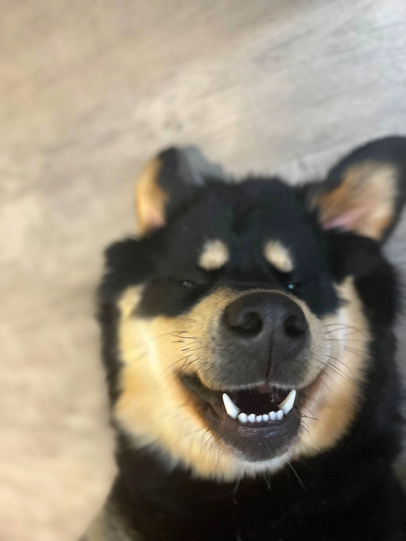 Kipo joined the competition — help win amazing prizes! ancient_dog_breeds, canidae, canis, carnivore, companion_dog, dog, dog_breed, dog_collar, fur, non_sporting_group, siberian_husky, snout, sporting_group, terrestrial_animal, whiskers, winter, working_animal, working_dog