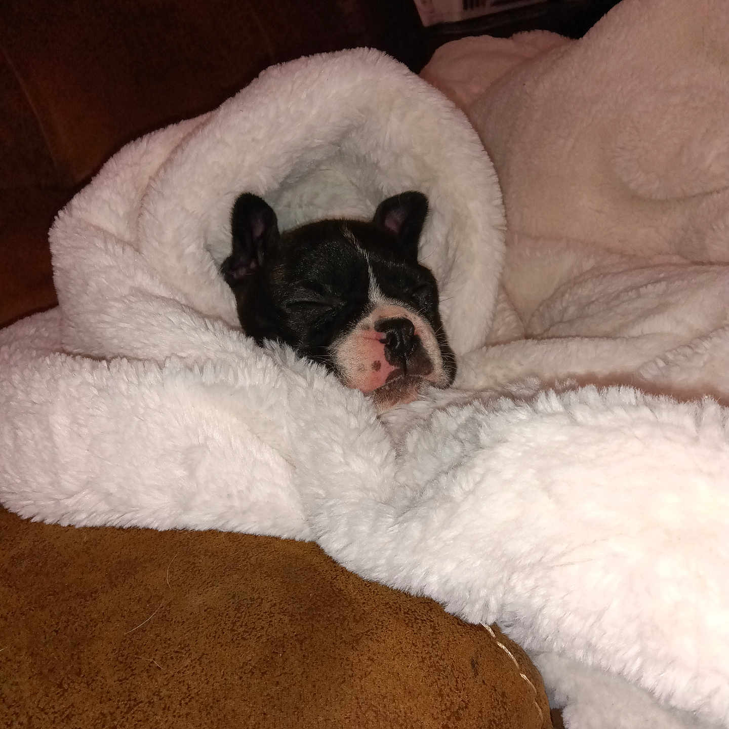 Harley joined the competition — help win amazing prizes! animal, blanket, bostonbull, boxer, bulldog, canine, chair, couch, dog, frenchbulldog, furniture, homedecor, person, pet, pitbull, puppy, quilt, sleeping, terrier, towel