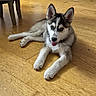 Balto participe au concours pour gagner de l'argent avec cette photo : dog, husky, siberian_husky, puppy, canine, fluffy, gray_and_white, blue_eyes, open_mouth, tongue, lying_down, indoor, wooden_floor, home, furniture, portrait, pet, ears, front_paws, relaxed