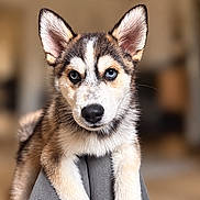 Balto a rejoint le concours — aidez-le/la à gagner de superbes lots ! puppy, dog, husky, siberian_husky, heterochromia, blue_eye, brown_eye, portrait, close_up, fluffy, fur, ears, muzzle, nose, indoors, cushion, gray_fabric, warm_lighting, shallow_depth_of_field, adorable