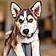 Balto