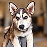 puppy, dog, husky, siberian_husky, heterochromia, blue_eye, brown_eye, portrait, close_up, fluffy, fur, ears, muzzle, nose, indoors, cushion, gray_fabric, warm_lighting, shallow_depth_of_field, adorable
