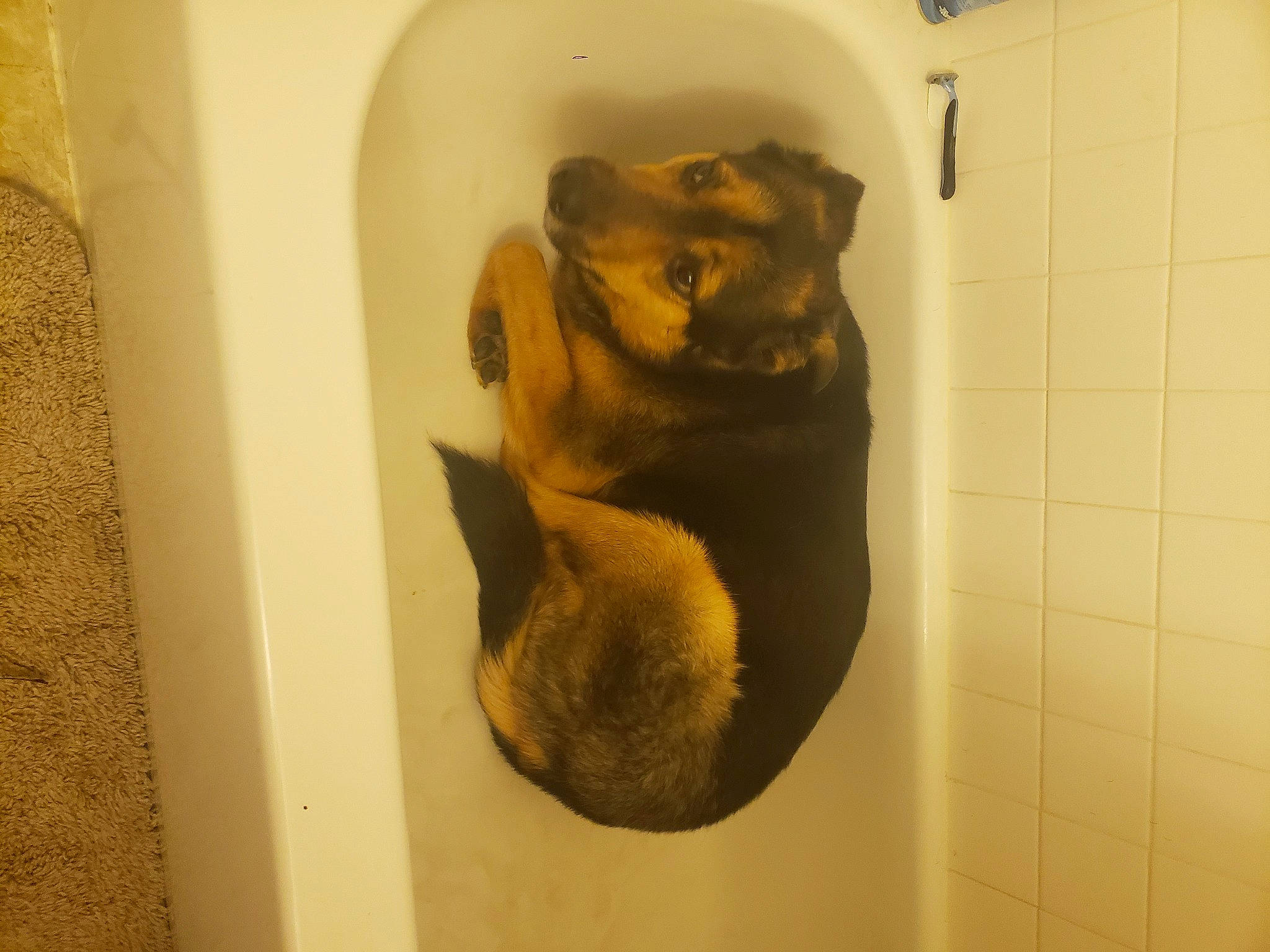 Ganon joined the competition — help win amazing prizes! boerboel, canidae, carnivore, dog_breed, fawn, puggle, puppy, snout