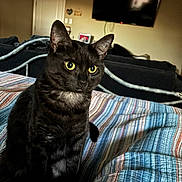 Dahlia is registered to the contest to win money with this photo: cat, black_cat, yellow_eyes, striped_bedspread, bedroom, living_room, television, furniture, indoor, pet, animal, sitting, curious, cozy, domestic, feline, ears, whiskers, fur, home