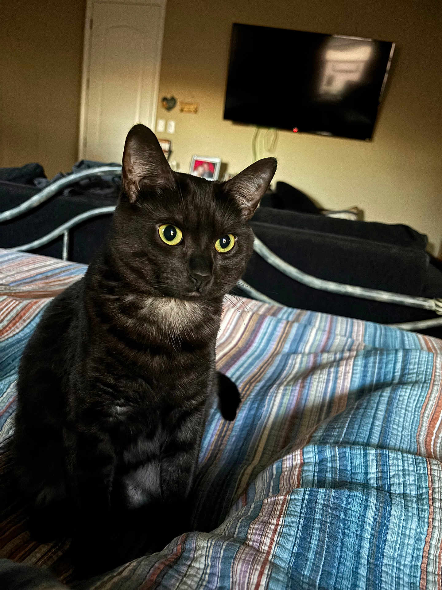 Dahlia is registered to the contest to win money with this photo: cat, black_cat, yellow_eyes, striped_bedspread, bedroom, living_room, television, furniture, indoor, pet, animal, sitting, curious, cozy, domestic, feline, ears, whiskers, fur, home