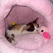 Millie joined the competition — help win amazing prizes! animal, calico, cat, comfort, cozy, cute, flamingo, fur, indoor, kitten, pet_cave, pet_gear, pink, plush, relaxation, resting, sleeping, small, snuggling, toy