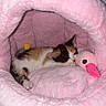 animal, calico, cat, comfort, cozy, cute, flamingo, fur, indoor, kitten, pet_cave, pet_gear, pink, plush, relaxation, resting, sleeping, small, snuggling, toy