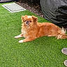 alert, artificial_grass, brown_dog, canine, companion, covered_object, dog, ears, fluffy, fur, grass, gravel, outdoor, paw, pet, resting, shoes, small_dog, snout, tail