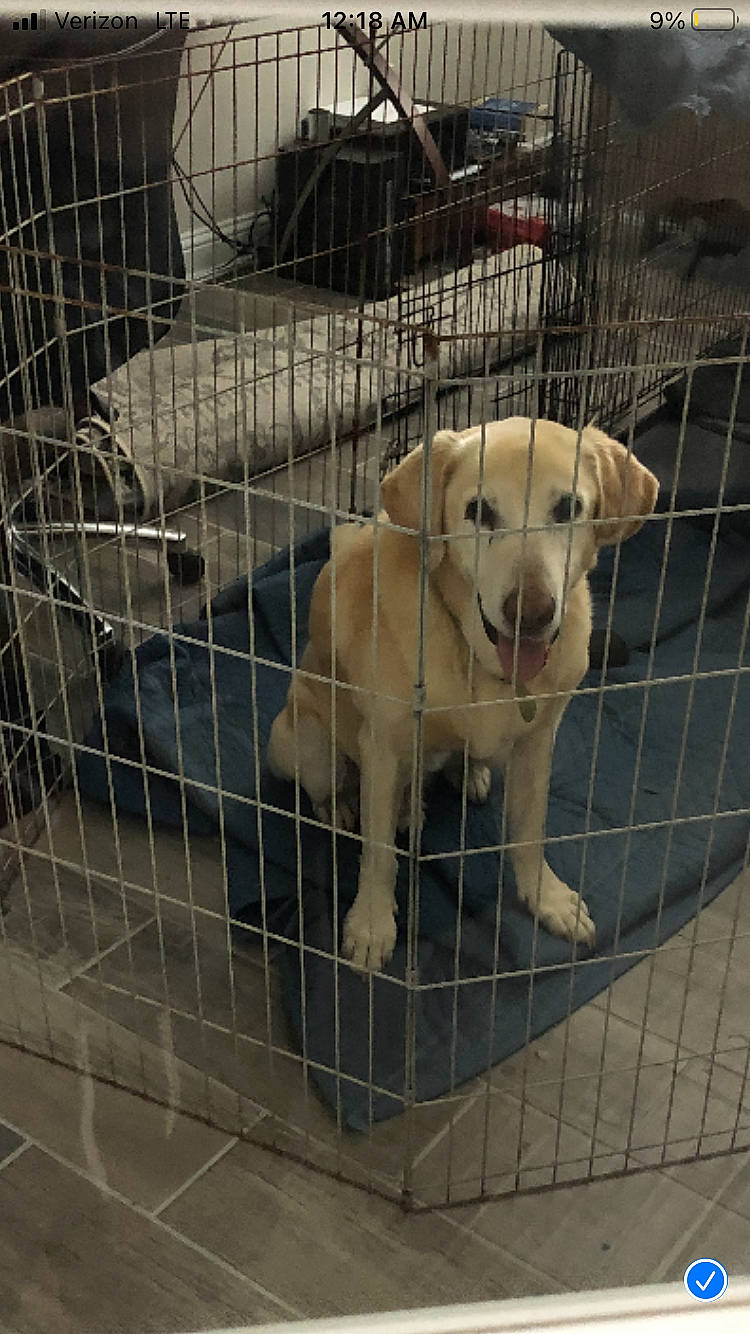 Buzz joined the competition — help win amazing prizes! animal_shelter, carnivore, collar, companion_dog, dog, dog_breed, dog_crate, dog_supply, fawn, fence, kennel, mammal, mesh, pet_supply, service, snout, tail, terrestrial_animal, vertebrate, working_animal