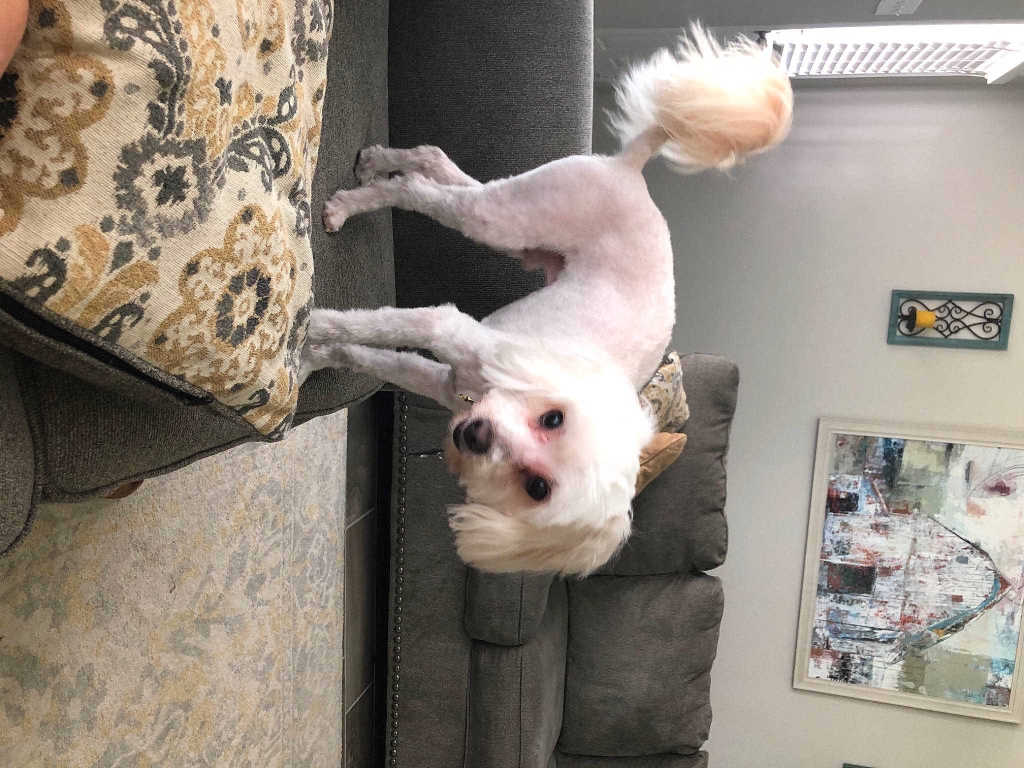 Bentley joined the competition — help win amazing prizes! art, canidae, carnivore, comfort, companion_dog, dog, dog_breed, fawn, flooring, fur, non_sporting_group, pet_supply, picture_frame, room, snout, sporting_group, tail, toy_dog, wood, working_animal
