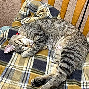 Remington is registered to the contest to win money with this photo: cat, tabby, sleeping, plaid_blanket, wooden_chair, indoor, cozy, pet, feline, relaxed, fur, striped, cute, domestic_animal, resting, paw, whiskers, nap, animal, chair