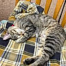 cat, tabby, sleeping, plaid_blanket, wooden_chair, indoor, cozy, pet, feline, relaxed, fur, striped, cute, domestic_animal, resting, paw, whiskers, nap, animal, chair