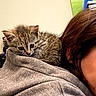 Remington joined the competition — help win amazing prizes! kitten, cat, tabby, gray_hoodie, person, shoulder, indoor, portrait, wall, photograph, curious, young_cat, feline, cuddly, pet, animal, close_up, casual_clothing, brown_hair, resting