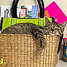 Remington is registered to the contest to win money with this photo: cat, tabby, sleeping, basket, paw, woven, indoor, cozy, relaxed, home, pet, feline, container, resting, domestic, cute, animal, fur, face, ear