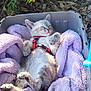 animal, blanket, closeup, container, cozy, cute, feline, fur, harness, kitten, leaf, nature, outdoor, pet, purple, relaxed, resting, sleeping, soft, sunlight
