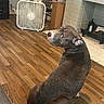 Sasha is registered to the contest to win money with this photo: animal, brown_dog, companion, cozy, curious, dog, domestic, fan, fireplace, flooring, furniture, home, household_items, indoor, living_room, looking_back, mammal, pet, sitting, wood_floor