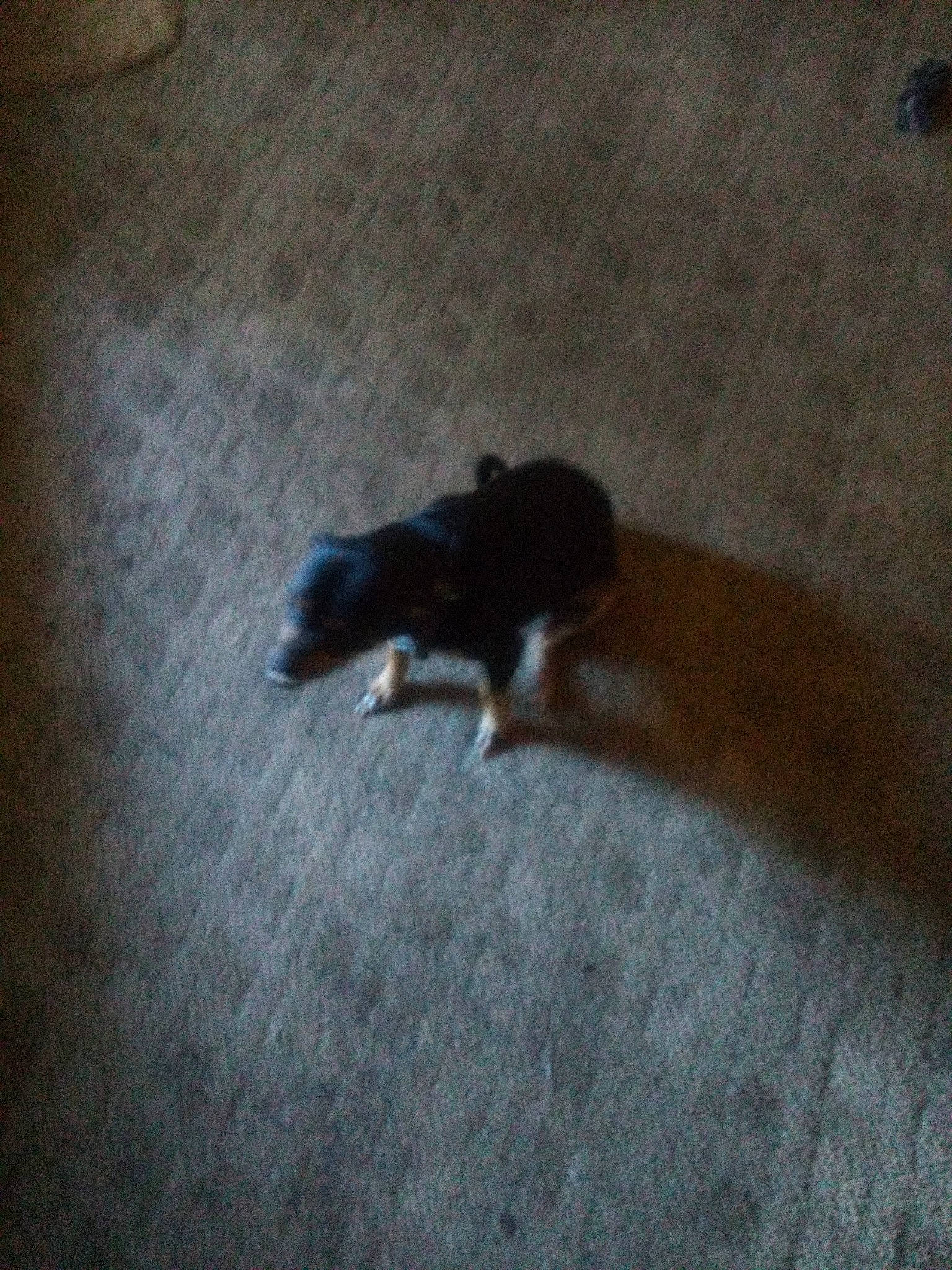 Susie joined the competition — help win amazing prizes! asphalt, brown, carnivore, companion_dog, dog, dog_breed, felidae, floor, flooring, fur, hardwood, paw, road_surface, shadow, tail, terrestrial_animal, tints_and_shades, wood, wood_flooring, working_animal