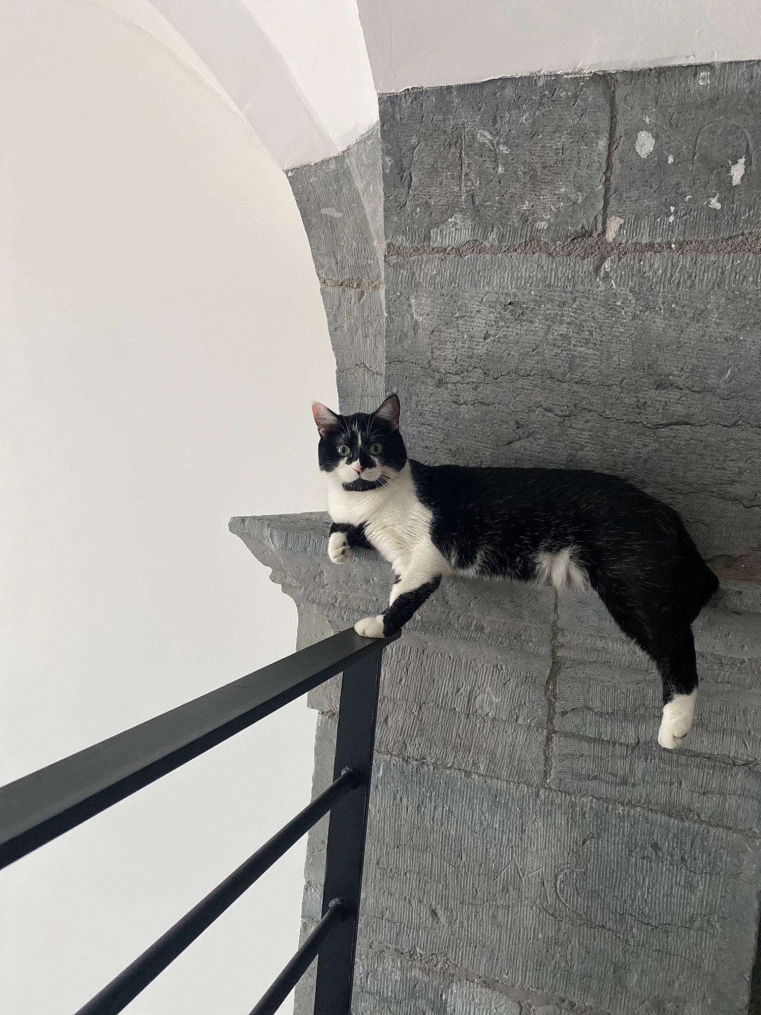 Pipoune participe au concours pour gagner de l'argent avec cette photo : black_and_white, carnivore, cat, domestic_short_haired_cat, felidae, fur, grey, handrail, monochrome, monochrome_photography, plant, shadow, sitting, small_to_medium_sized_cats, tail, tints_and_shades, tree, whiskers, window, wood