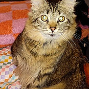 Lucy joined the competition — help win amazing prizes! cat, tabby, fluffy, pet, animal, feline, indoor, cozy, blanket, striped, whiskers, ears, fur, cute, looking_at_camera, sitting, domestic_cat, yellow_eyes, soft, relaxed