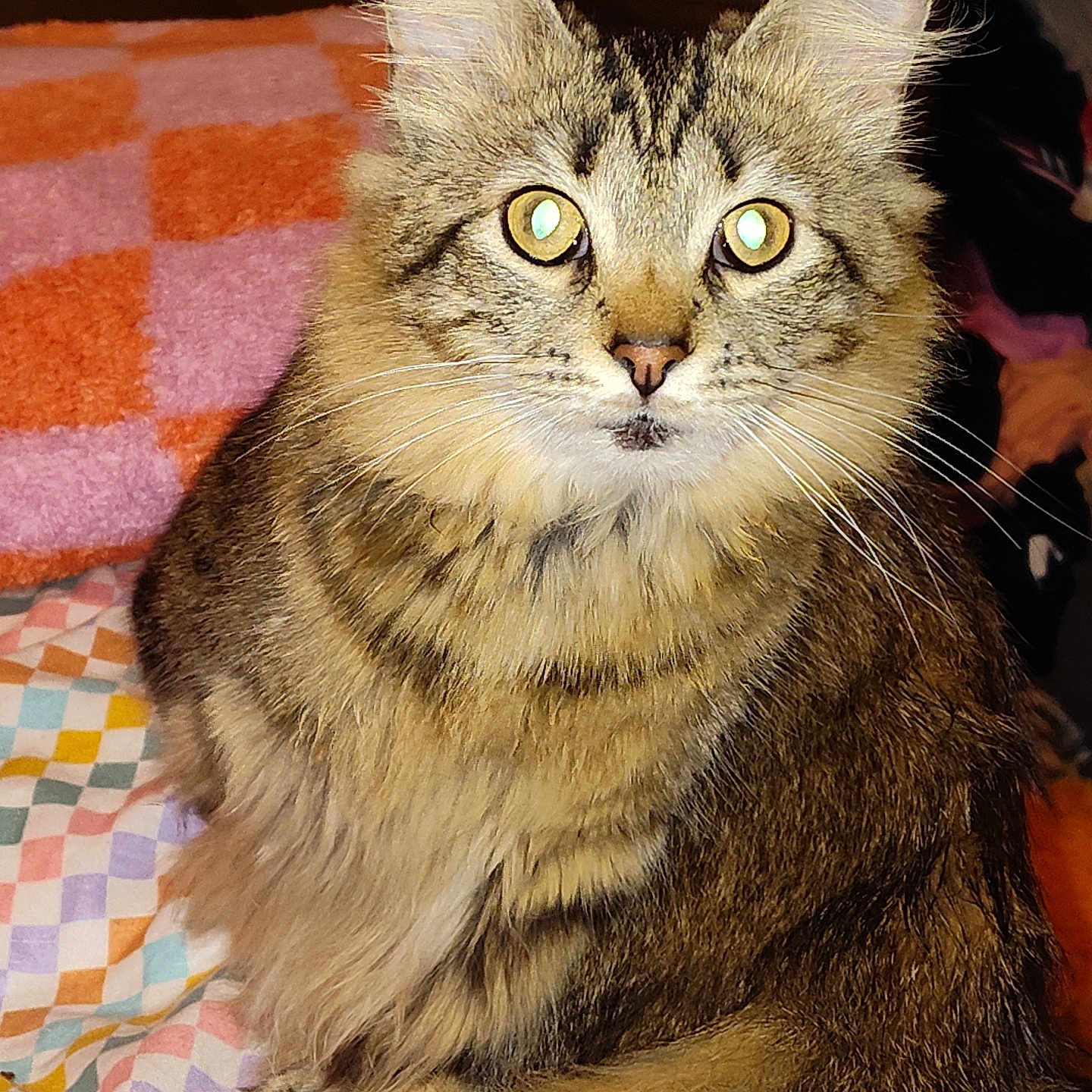 Lucy joined the competition — help win amazing prizes! cat, tabby, fluffy, pet, animal, feline, indoor, cozy, blanket, striped, whiskers, ears, fur, cute, looking_at_camera, sitting, domestic_cat, yellow_eyes, soft, relaxed