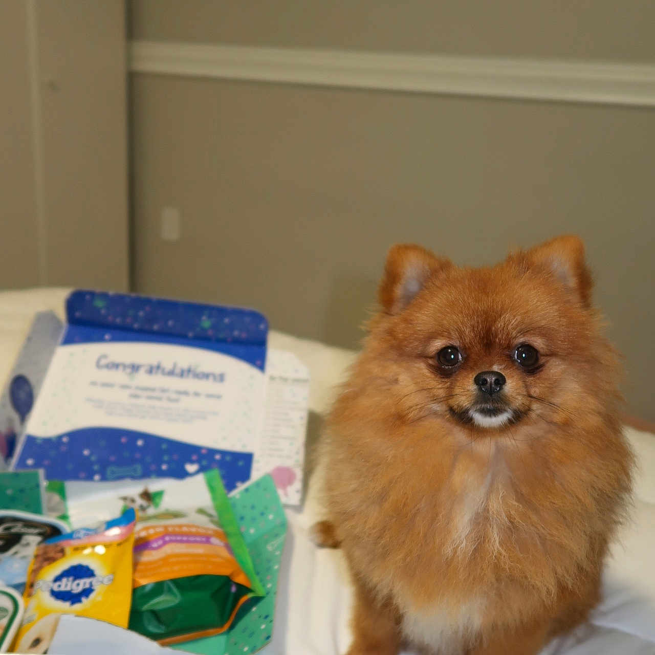 Bella joined the competition — help win amazing prizes! animal, box, canine, cardboard, carton, cat, closet, cockerspaniel, cupboard, dog, furniture, hardwood, indoors, interiordesign, papillon, pet, plywood, puppy, shelf, wood