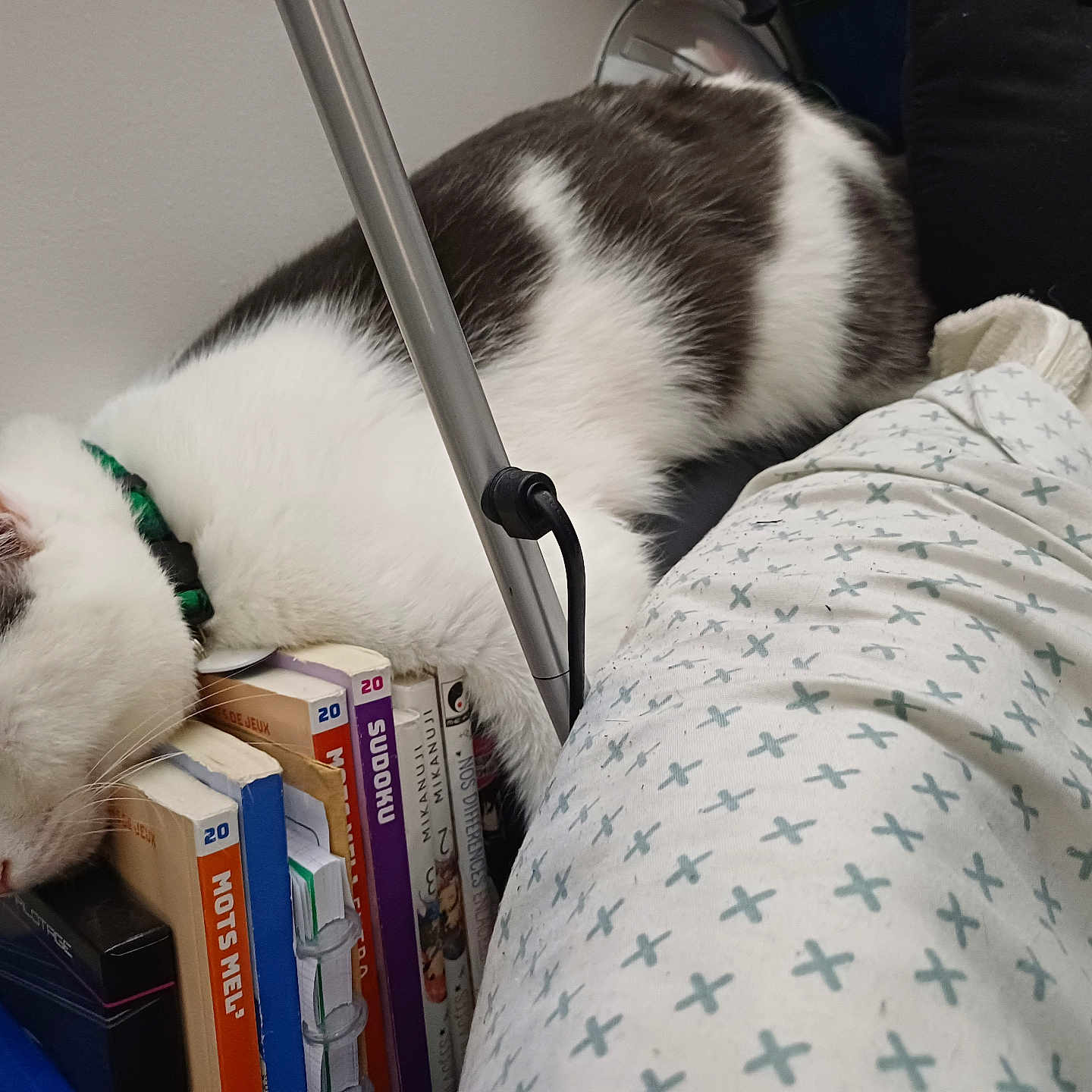 Lev a rejoint le concours — aidez-le/la à gagner de superbes lots ! books, cat, closeup, collar, comfort, cozy, domestic, feline, furniture, indoor, napping, pet, pillow, quiet, relaxed, resting, side_view, sleeping, stack, white_wall