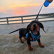 Bruno is registered to the contest to win money with this photo: puppy, dog, dachshund, blue_harness, leash, sunset, waterfront, stone_surface, tongue_out, playful, cute, pet, animal, outdoor, happy, small_dog, hand, sky, evening, fence