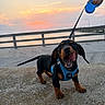 puppy, dog, dachshund, blue_harness, leash, sunset, waterfront, stone_surface, tongue_out, playful, cute, pet, animal, outdoor, happy, small_dog, hand, sky, evening, fence