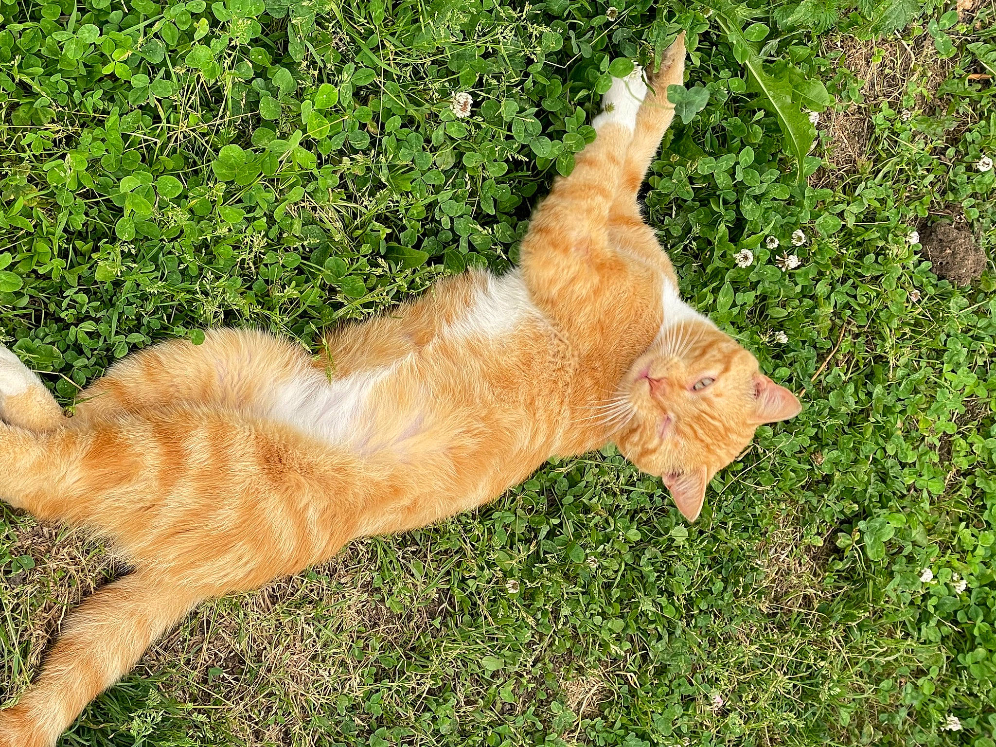 Tigrou a rejoint le concours — aidez-le/la à gagner de superbes lots ! canidae, carnivore, cat, claw, dog_breed, fawn, felidae, fur, gesture, grass, groundcover, plant, small_to_medium_sized_cats, snout, sporting_group, tail, terrestrial_animal, whiskers, wildlife, wood