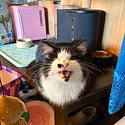 Sylvester joined the competition — help win amazing prizes! cat, black_and_white, fluffy, longhaired, open_mouth, meowing, whiskers, ears, pet, indoors, home, pet_supplies, food_bowl, water_bowl, pink_carrier, wooden_furniture, plush_toy, colorful, closeup, portrait