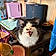 Sylvester