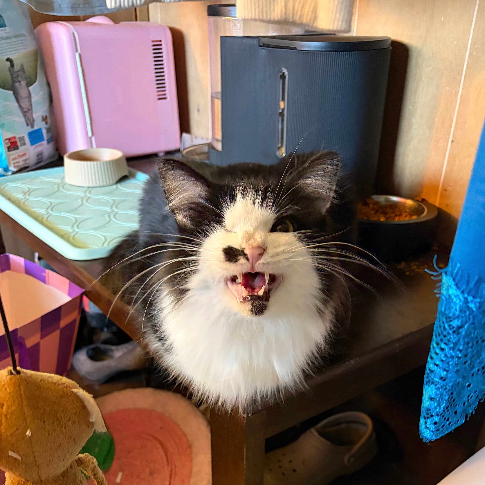 Sylvester