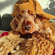 Nala participe au concours pour gagner de l'argent avec cette photo : dog, curly_fur, mustard_cap, red_blanket, sunlight, relaxed, indoor, pet, canine, fur, portrait, cozy, nap, animal, headwear, closeup, couch, brown, fluffy, comfortable