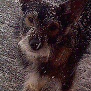 Whiskers is registered to the contest to win money with this photo: animal, canine, cold, cute, dog, ears, face, frost, fur, ground, leash, looking_up, outdoor, paws, pet, small_dog, snow, snowflakes, texture, winter