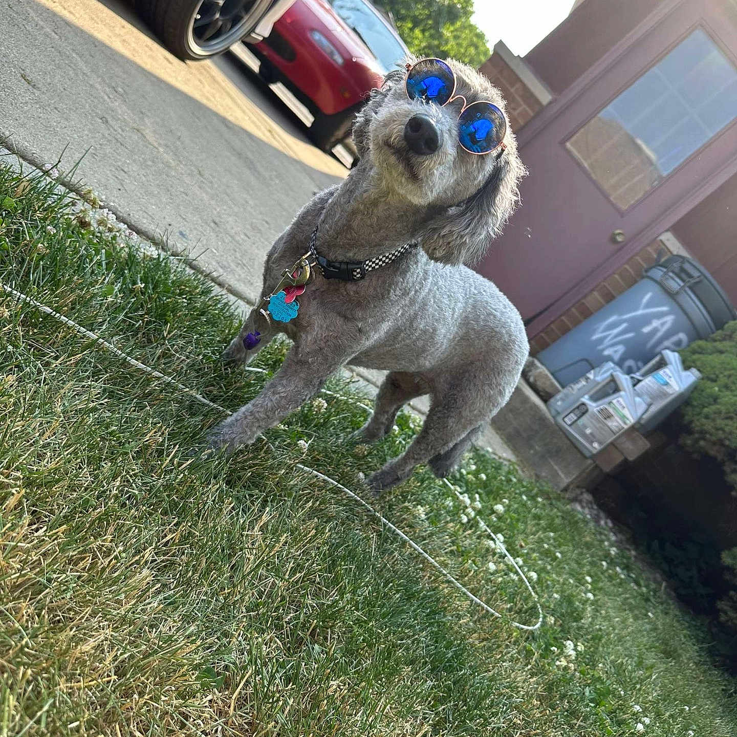 Lucky joined the competition — help win amazing prizes! alloywheel, animal, architecture, building, canine, car, carwheel, dog, grass, machine, neighborhood, outdoors, pet, plant, shelter, spoke, summer, tire, transportation, wheel