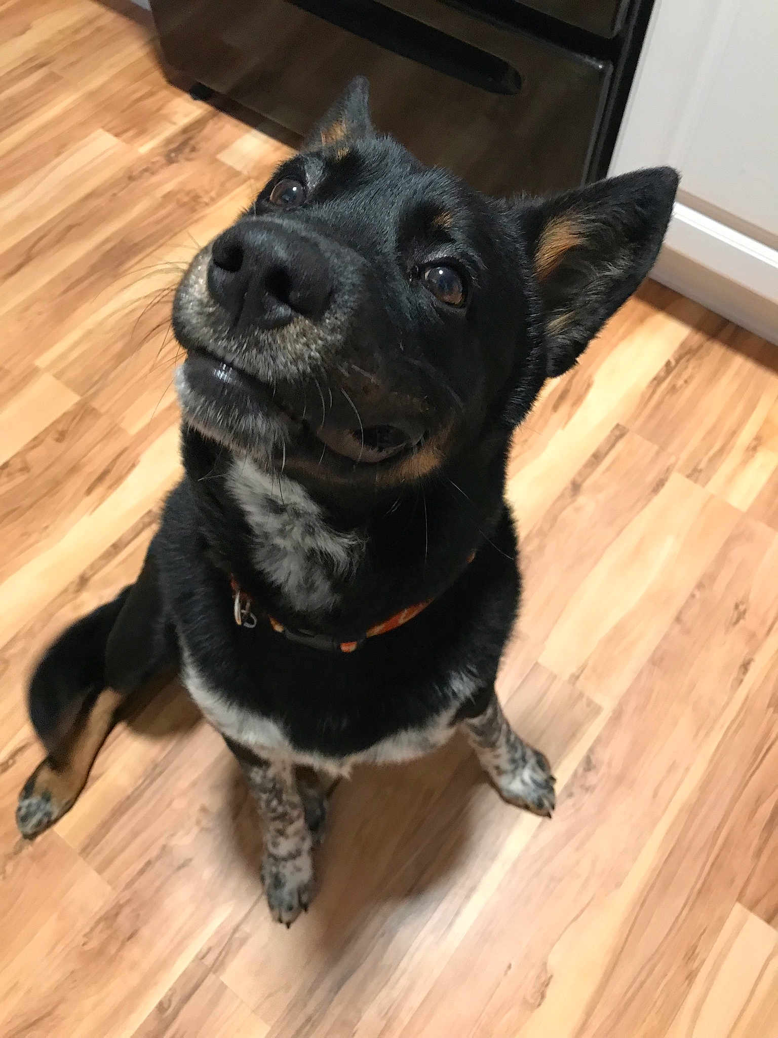 Champion is registered to the contest to win money with this photo: dog, dog_breed, dog_breed_group, dog_like_mammal, patterdale_terrier, rare_breed_dog, snout, vulnerable_native_breeds, whiskers