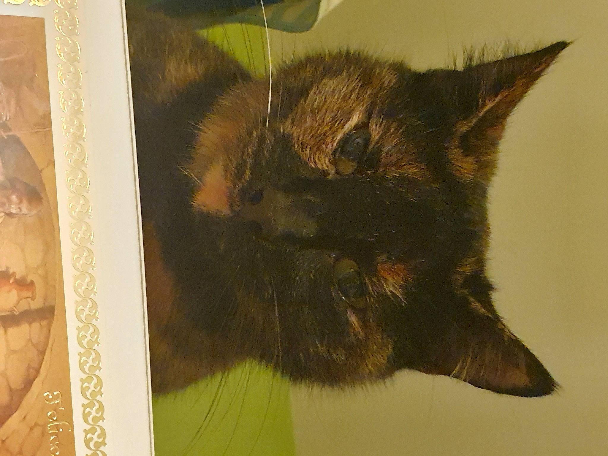 Calista a rejoint le concours — aidez-le/la à gagner de superbes lots ! art, carnivore, cat, claw, domestic_short_haired_cat, felidae, fur, illustration, organism, painting, paper, paper_product, rectangle, room, small_to_medium_sized_cats, tail, terrestrial_animal, visual_arts, whiskers, wildlife