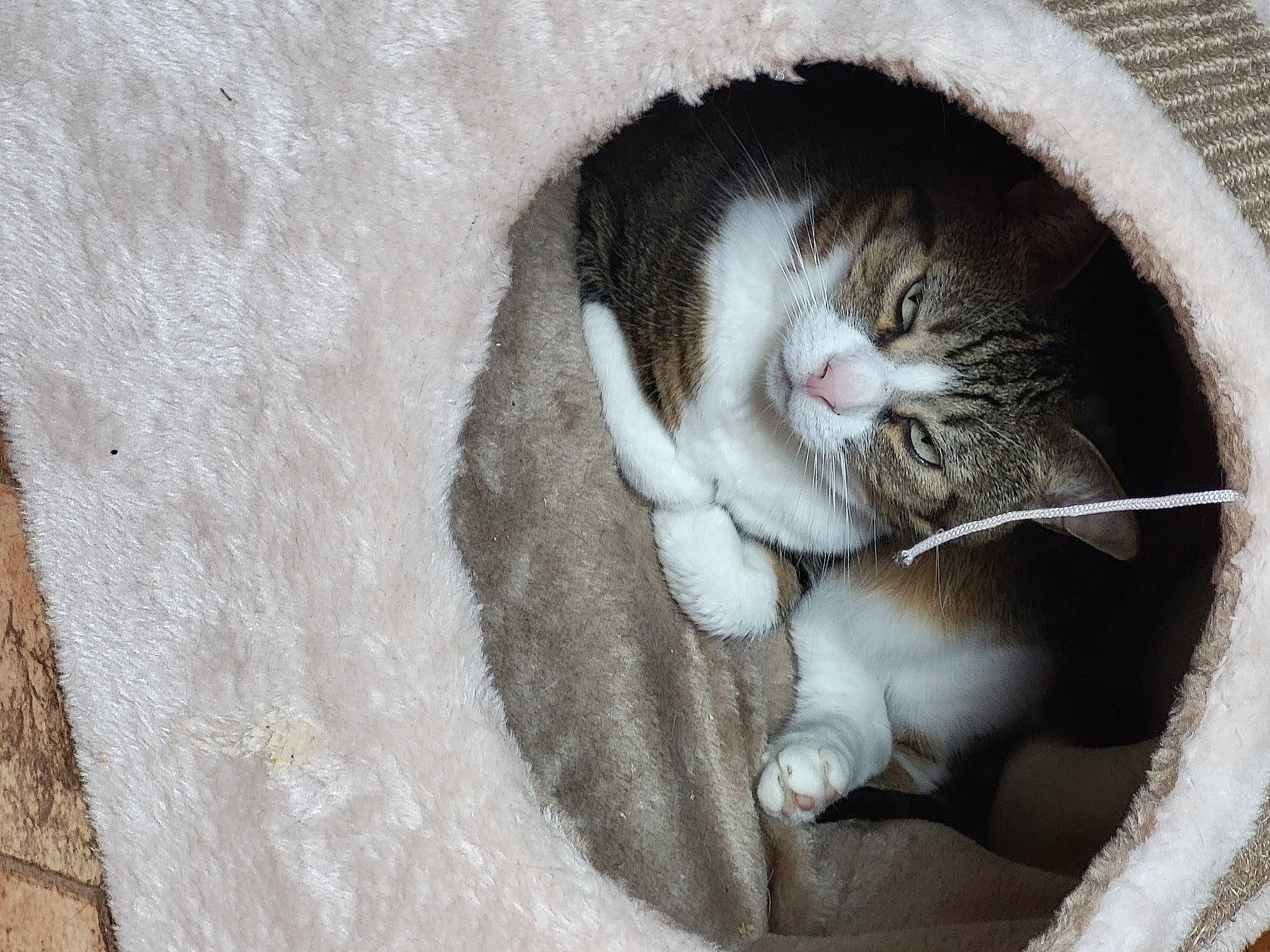 Lilly participe au concours pour gagner de l'argent avec cette photo : carnivore, cat, cat_supply, comfort, concrete, domestic_short_haired_cat, eye, felidae, fur, grey, iris, paw, pet_supply, small_to_medium_sized_cats, snout, tail, whiskers, window, wood