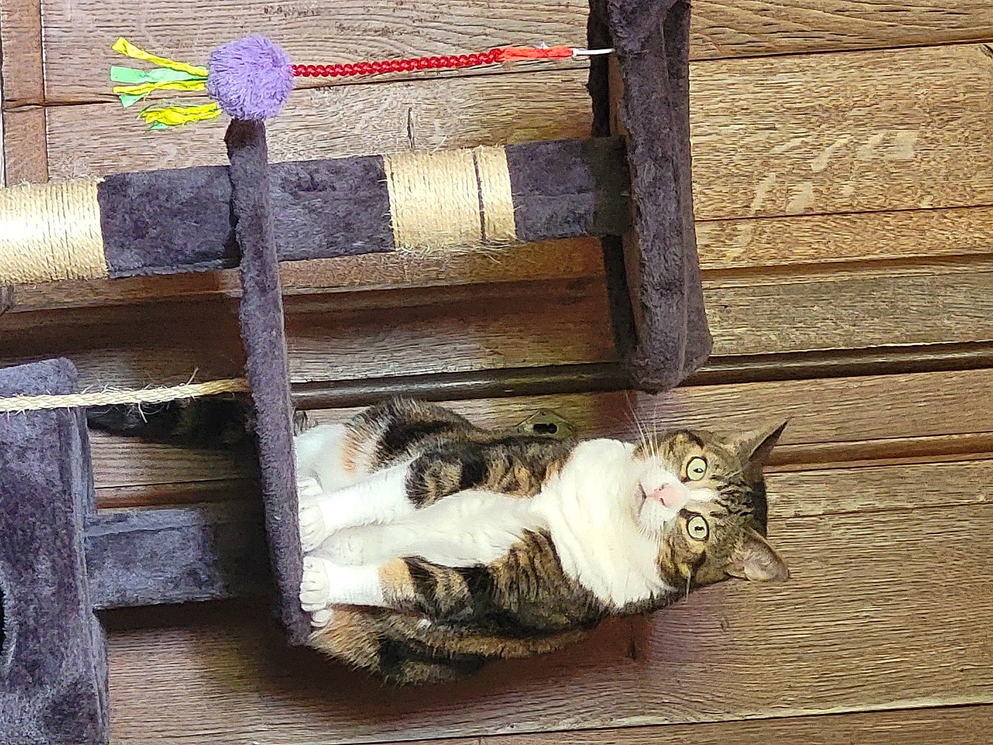 Lilly participe au concours pour gagner de l'argent avec cette photo : art, carnivore, cat, cross, domestic_short_haired_cat, felidae, flooring, fur, hardwood, lumber, plank, rectangle, religious_item, small_to_medium_sized_cats, still_life_photography, symbol, tail, whiskers, wood, wood_stain