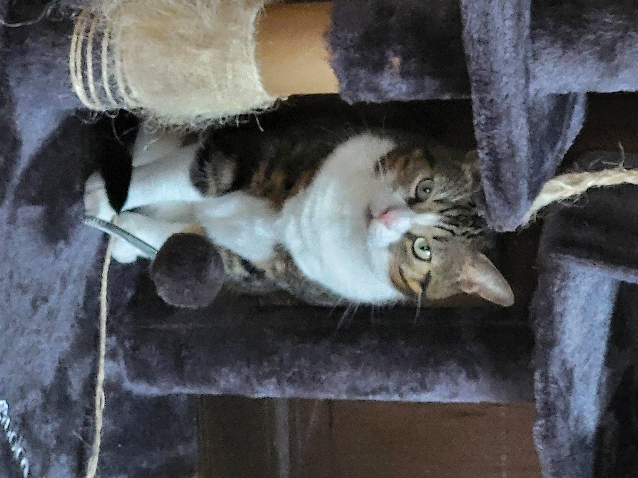 Lilly a rejoint le concours — aidez-le/la à gagner de superbes lots ! animal_shelter, carnivore, cat, domestic_short_haired_cat, door, fawn, felidae, fur, paw, small_to_medium_sized_cats, snout, tail, whiskers, window, wood